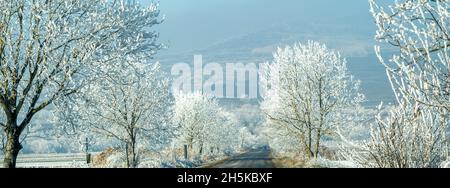 Transilvania in inverno, gelo sugli alberi nel villaggio di Cund, Romania; Cund, Transilvania, Romania Foto Stock