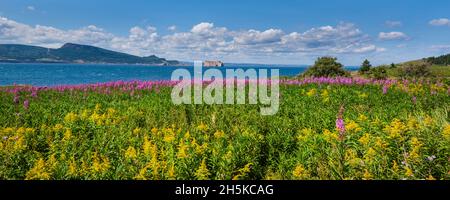 Fiori selvatici in fiore che mostrano la bellezza di Bonaventure Island nel Golfo di San Lorenzo, con una vista di Perce Rock in lontananza; Quebec, Canada Foto Stock