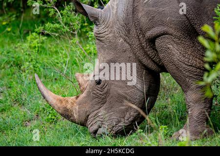 Rinoceronte bianco (Ceratotherium simum) salvato quando giovane poi rilasciato nel selvaggio, che permette agli esseri umani di avvicinarsi al safari a piedi nel Maa... Foto Stock