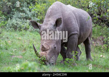 Rinoceronte bianco (Ceratotherium simum) salvato quando giovane poi rilasciato nel selvaggio, che permette agli esseri umani di avvicinarsi al safari a piedi nel Maa... Foto Stock