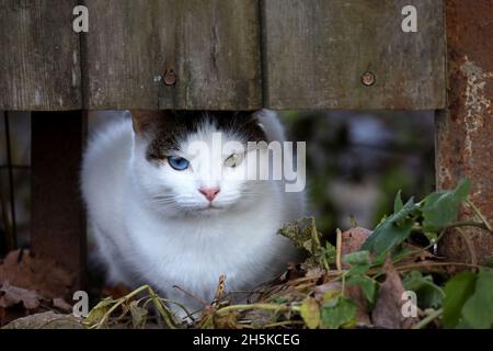 Gatto grigio bianco con occhi di colore blu e verde seduti sotto la recinzione di legno. Ritratto di animale con eterocromatia su strada rurale Foto Stock