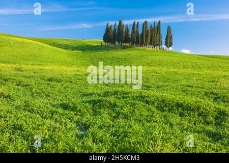 Gruppo di cipressi nei pressi di San Quirico d'Orcia, Toscana, Italia Foto Stock