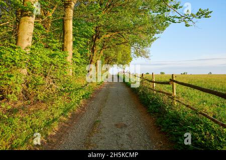 Strada ai margini della foresta in primavera; Mulben, Waldbrunn, Odenwald, Baden-Wurttemberg, Germania Foto Stock