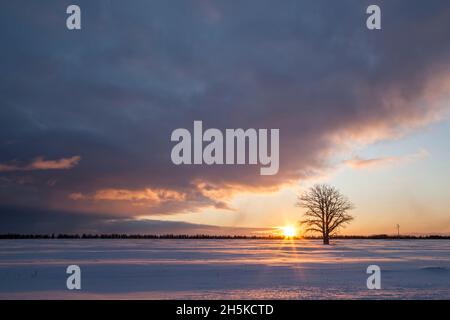 Albero solista con nebbia all'alba; Rudyard, Michigan, Stati Uniti d'America Foto Stock