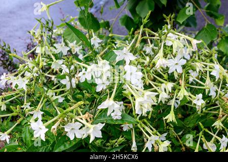 Molti delicati fiori bianchi di pianta di Nicotiana alata, comunemente noto come tabacco di gelsomino, tabacco dolce, tabacco alare, tanbaku o tabacco persiano, in Foto Stock