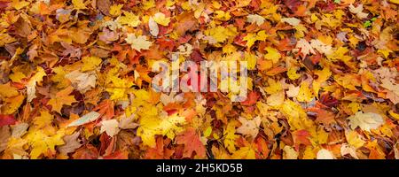 Autunno foglie cadute colorate che coprono il terreno; Québec, Canada Foto Stock