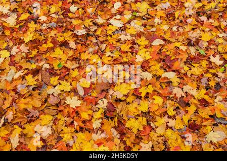 Autunno foglie cadute colorate che coprono il terreno; Québec, Canada Foto Stock