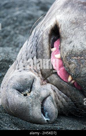 Southern Elephant Seal (Mirounga leonina) addormentato nella sabbia con la lingua che sporge; South Georgia Island, Antartide Foto Stock