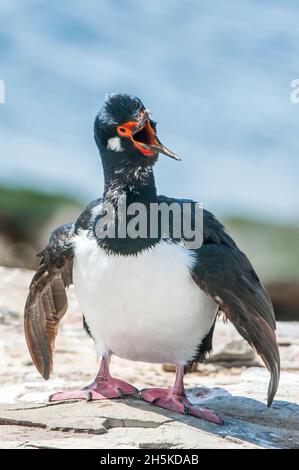 Ritratto di uno shag dall'occhio blu (alacrocorax attriceps) che si erge sulle rocce con la bocca aperta che esce fuori; Isole Falkland, Antartide Foto Stock