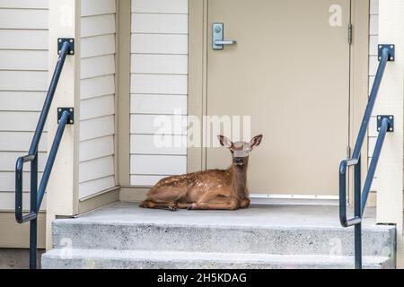 Ritratto di un vitello di alce (Cervus canadensis) sdraiato di fronte ad una porta a due passi; Stati Uniti d'America Foto Stock