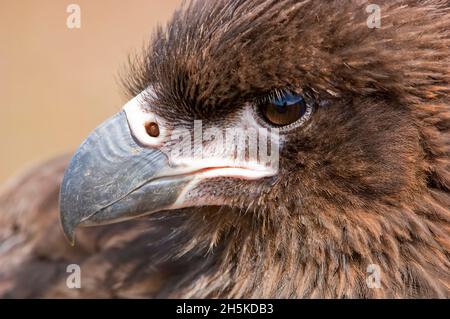 Primo piano del volto di una caracara striata (Phalcoenus australis); Isole Falkland, Antartide Foto Stock