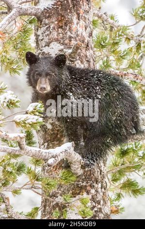 Ritratto di un cucciolo di orso nero americano (Ursus americanus) guardando la macchina fotografica e l'arrampicata di un pino di corteccia bianca (Pinus albicaulis) in Yellowstone Na... Foto Stock