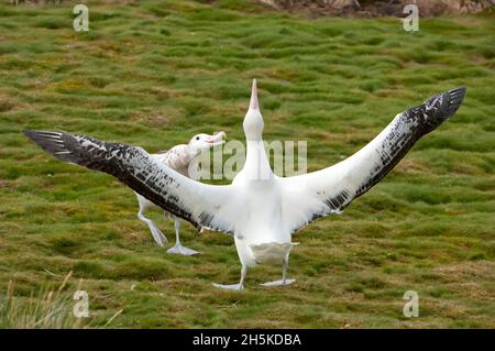 Coppia di albatrossi vaganti (esulani Diomedea) durante l'esposizione di accoppiamento; Isola della Georgia del Sud, Antartide Foto Stock