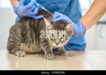 Il medico veterinario femminile sta somministrando un'iniezione ad un gatto Foto Stock