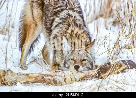 Un coyote (Canis latrans) gnaws su una gamba di bisonte (bisonte) in inverno; parco nazionale di Yellowstone, Stati Uniti d'America Foto Stock
