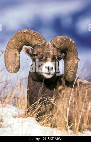 Ritratto di un ricciolo pieno, ariete di pecora di bighorn (Ovis canadensis) sdraiato nella neve e l'erba secca, guardando la macchina fotografica. Arieti di Bighorn che sono almeno s... Foto Stock