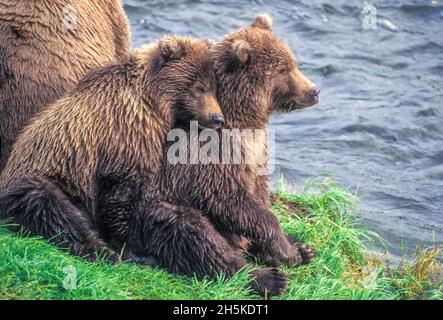 I cuccioli di orsi grizzly gemellati si snuggle accanto alla loro madre. Foto Stock