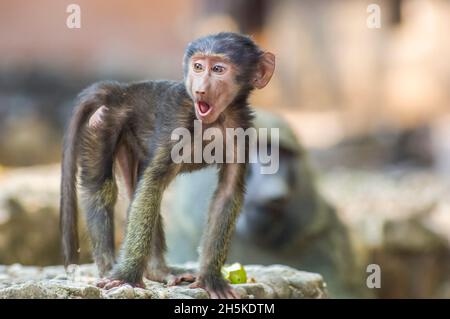 Ritratto di un bambino di olive (Papio anubis) si erge su una tenda di roccia; Africa Foto Stock