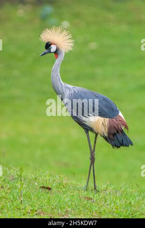 Ritratto di una gru grigia (Balearia regulorum) in piedi su un campo erboso; Ruanda, Africa Foto Stock