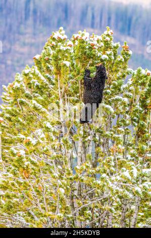 Orso nero americano (Ursus americanus) che sale fino alla cima di un pino bianco-coperto (Pinus albicaulis) per recuperare il cono nutriente s... Foto Stock