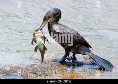 Cormorano neotropico, Phalacrocorax brasilianus, mangiare un pesce. Foto Stock