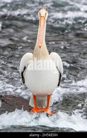 Ritratto di un pellicano bianco americano (Pelecanus erythrorhynchos) in piedi sulla riva con l'acqua che precipita sullo sfondo Foto Stock