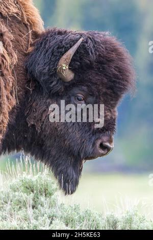 Primo piano ritratto del profilo di un bull bisonte (Bison bison) pascolo in un campo erboso; Yellowstone National Park, Wyoming, Stati Uniti d'America Foto Stock