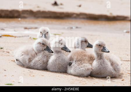 Anatre di vaporiera senza luce (Tachyeres brachypterus) accoccolate insieme sulla spiaggia; Isole Falkland, Antartide Foto Stock