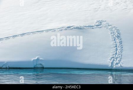 Adelie pinguino (Pygoscelis adeliae) piste nella neve che conduce al freddo, acque turchesi dell'oceano e un'impronta a tutta lunghezza di un pinguino su ... Foto Stock