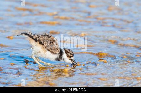 Un cazzo di killdeer (Charadrius vociferus) che si alimenta di cibo trovato a Mammoth Hot Springs; Yellowstone National Park, Stati Uniti d'America Foto Stock