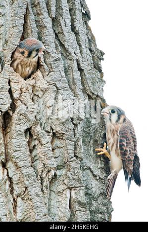 Giovane gheppio americano (Falco sparverius) che sbuccia fuori dalla cavità del nido in un albero di cottonwood (Populus angustifolia) ad un gheppio adulto arroccato clos... Foto Stock