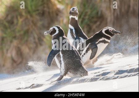 Tre pinguini magellanici (Spheniscus magellanicus) scivolano e giocano mentre camminano su un pendio sabbioso; Isole Falkland, Antartide