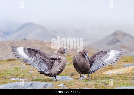 Due Skuas antartiche (Catharacta maccordmicki) che si ergono sul paesaggio costiero aspro allungando le loro ali e chiamando durante il corteggiamento Foto Stock