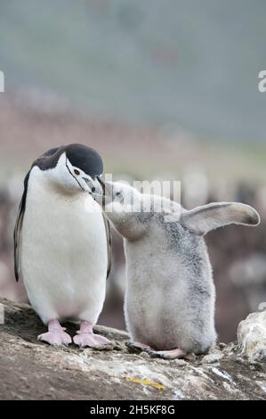 Un pinguino adulto da cinta (Pygoscelis antarcticus) che alimenta il suo pulcino; Antartide Foto Stock