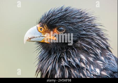 Primo piano ritratto del profilo di una caracara striata (Phalcoenus australis); Isole Falkland, Antartide Foto Stock