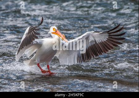 Ritratto di un pellicano bianco americano (Pelecanus erythrorhynchos) con un corno di becco sul suo atterraggio nelle rapide del fiume con le sue ali allungate Foto Stock