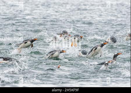 Gruppo di pinguini gentoo (Pygoscelis papua) che nuotano, saltano e si tuffano nell'oceano; Isole Falkland, Antartide Foto Stock