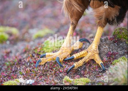 Primo piano dei piedi di una caracara striata (Phalcoenus australis); Isole Falkland, Antartide Foto Stock