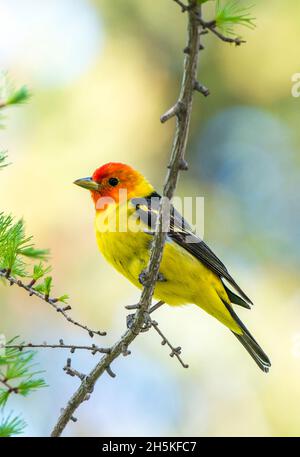 Primo piano ritratto di una petroliera occidentale (Piranga ludoviciana) arroccato su un ramoscello; Montana, Stati Uniti d'America Foto Stock