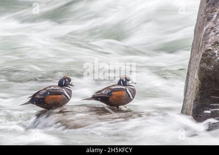 Due anatre di harlequin (Histrionicus histrionicus) arroccate su una roccia circondata da acqua frushing; parco nazionale di Yellowstone, Stati Uniti d'America Foto Stock