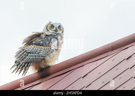 Ritratto di un gufo grande giovanile cornuto (Bubo virginianus) arroccato su un tetto nel Parco Nazionale di Yellowstone; Stati Uniti d'America Foto Stock