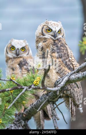 Ritratto di un paio di grandi gufi giovanili (Bubo virginianus) arroccato su un ramo di conifere; Montana, Stati Uniti d'America Foto Stock