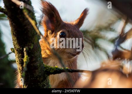 Un bellissimo scoiattolo rosso nella foresta guarda con interesse la fotocamera, guardando fuori da dietro un albero. Primo piano dello scoiattolo. Foto Stock