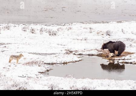 Orso bruno (Ursus arctos) in piedi accanto ad una carcassa di bisonte (bisonte) su una riva coperta di neve in inverno di fronte ad una coyote (Canis latrans) guardando ... Foto Stock