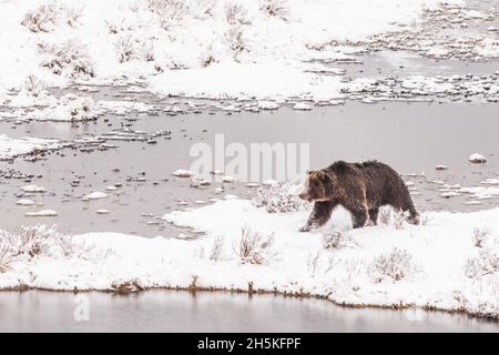 Orso bruno (Ursus arctos) camminando lungo la costa coperta di neve in inverno alla ricerca di cibo; Yellowstone National Park, Stati Uniti d'America Foto Stock