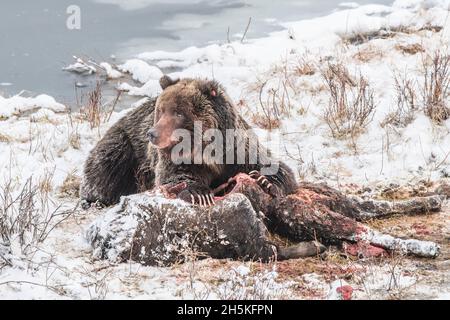 Orso bruno (Ursus arctos) giacente sul terreno coperto di neve che alimenta la carcassa di un bisonte (bisonte) Foto Stock