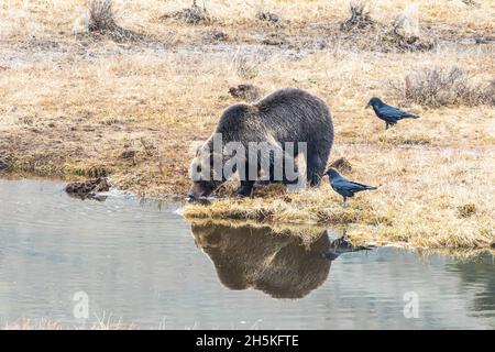 Orso bruno (Ursus arctos) in piedi su un gelo coperto spiaggia erbosa bere acqua dopo aver nutrito su una carcassa di bisonte con corvi (Corvus Corax) stand... Foto Stock