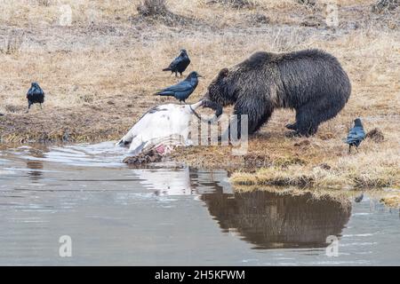 Orso bruno (Ursus arctos) tirando la carcassa di bisonte fuori dell'acqua sulla riva erbosa coperta di gelo con corvi (Corvus Corax) in piedi vicino a ... Foto Stock