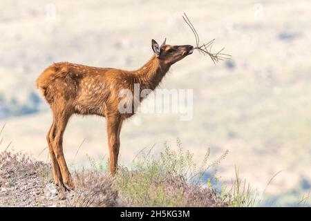 Ritratto di un vitello di alce (Cervus canadensis) in piedi in un campo con ramoscelli in bocca; Stati Uniti d'America, Nord America Foto Stock