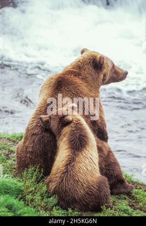 Vista presa da dietro di un cucciolo di orso bruno (Ursus arctos) che riposa contro la schiena di mamma mentre si siedono sulla riva accanto ad una cascata in Katmai... Foto Stock